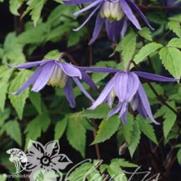 Клематис Франки