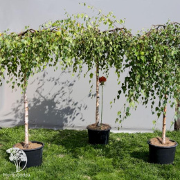 Берёза повислая Янги на штамбе