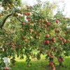 Сверхвыгодный комплект! Яблоня Юбиляр + опылитель яблоня Лобо фото 2 