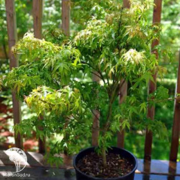 Клён пальмолистный Микава-ятсубуса