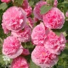 Шток-роза Арина (розово-малиновая) фото 3 