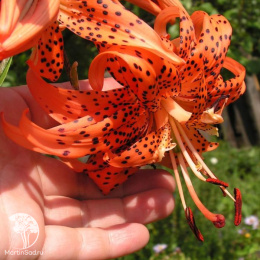 Лилия Флоре Плено