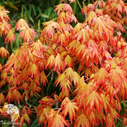 Клён веерный Оранж Дрим