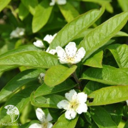 Мишмула германская Вестервальд