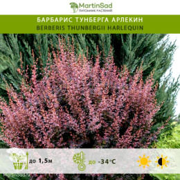 Барбарис тунберга Арлекин