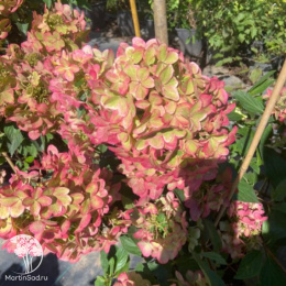 Гортензия метельчатая Металлика