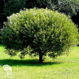 Ива ломкая Булата