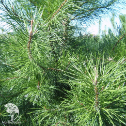 Сосна скрученная Фастигиата