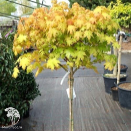 Клён остролистный Голден Глобе на штамбе