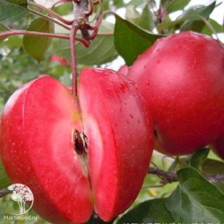Яблоня с красной мякотью