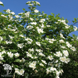 Калина Эликсир