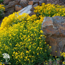 Алиссум скальный