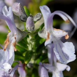 Набор для мяса розмарин лавандовый + шалфей Виола Клозе
