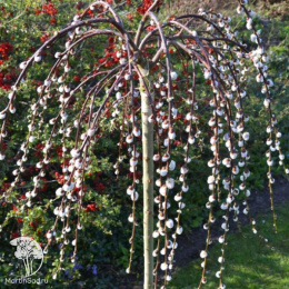 Ива козья Пендула на штамбе