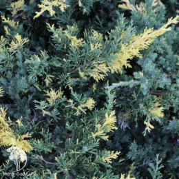 Можжевельник китайский Экспанса