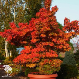 Клён пальмолистный Микава-ятсубуса