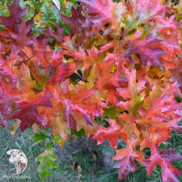 Дуб болотный Грин Дварф на штамбе