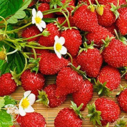 Земляника Али-Баба