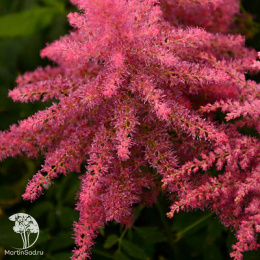 Астильба гибридная Юник Чериз