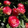 Роза чайно-гибридная Ностальжи на штамбе фото 3 