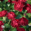 Роза чайно-гибридная Барбара на штамбе фото 1 