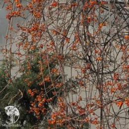 Древогубец круглолистный Диана