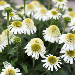 Эхинацея пурпурная Делишиз Нуга