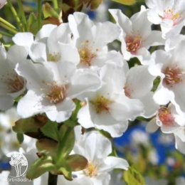 Сакура мелкопильчатая Литтл Джереми на штамбе