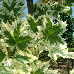 Клён остролистный Друммондии на штамбе