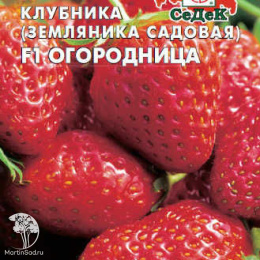 Земляника Огородница F1 (крупноплодная ремонтант.,клубника)