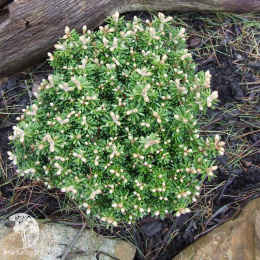 Пихта корейская Силберкугел