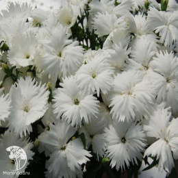 Dianthus chinensis Diana White Гвоздика китайская Диана Вайт