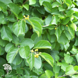 Древогубец круглолистный