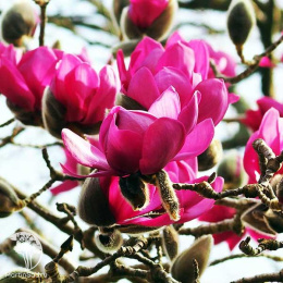 Магнолия гибридная Клеопатра