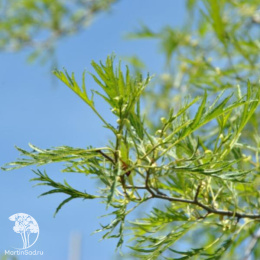 Ольха черная Империалис на штамбе