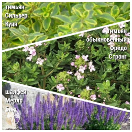 Набор для мяса тимьян Голден Лемон + тимьян Фредо Стронг + шалвей Мерло Блю