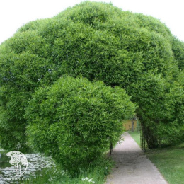 Ива ломкая Булата