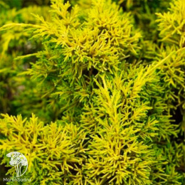 Можжевельник китайский Плюмоза Ауреа