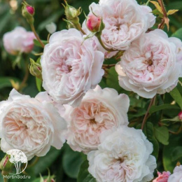 Роза английская Клер Роуз