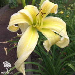 Лилейник Хэвентли Флайт оф Энджел