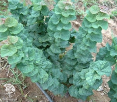 Церцис канадский Литтл Вуди