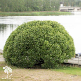 Ива ломкая Булата