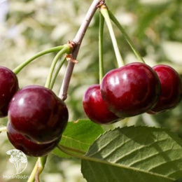 Вишня Жуковская ранняя