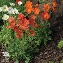 Мак голостебельный Спринг Февер Орандж