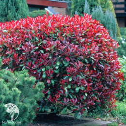 Фотиния фразера Литл Ред Робин