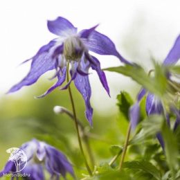 Клематис Блю Сюрпрайз