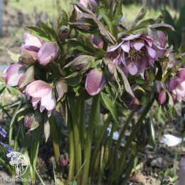 Морозник восточный Дабл Элен Пинк Споттид