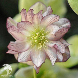 Морозник махровый в ассортименте