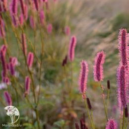 Кровохлёбка лекарственная Блэксорн