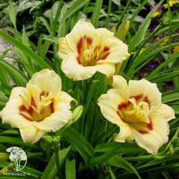 Лилейник Лонгфилдс Энджел